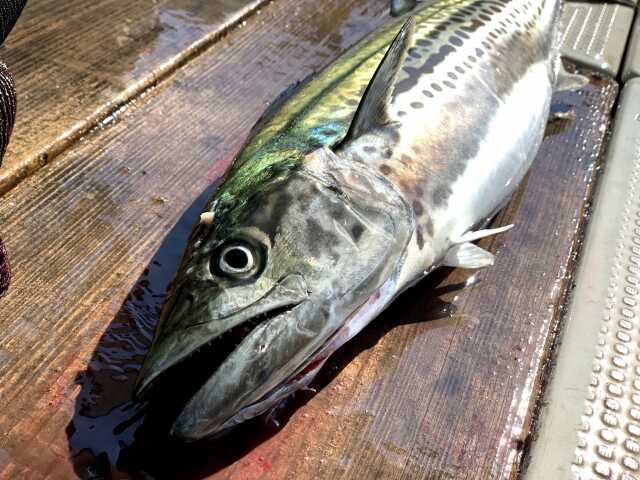 初春にはサワラがおいしい!栄養価と調理法について解説 - ヘルスハッカー